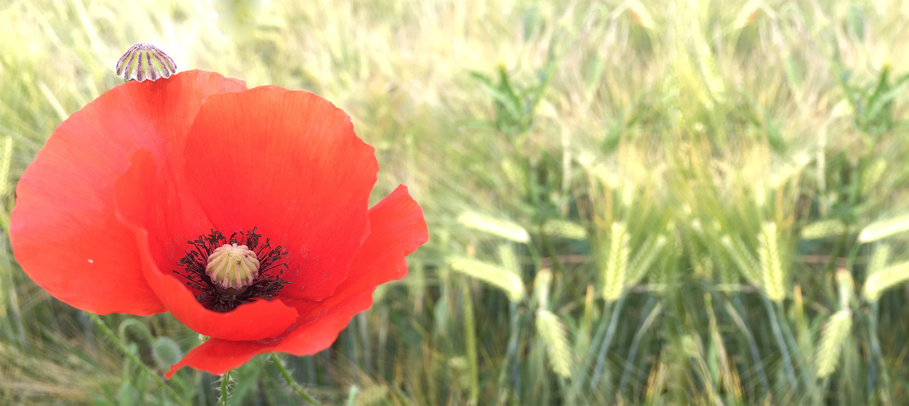 Background coquelicot